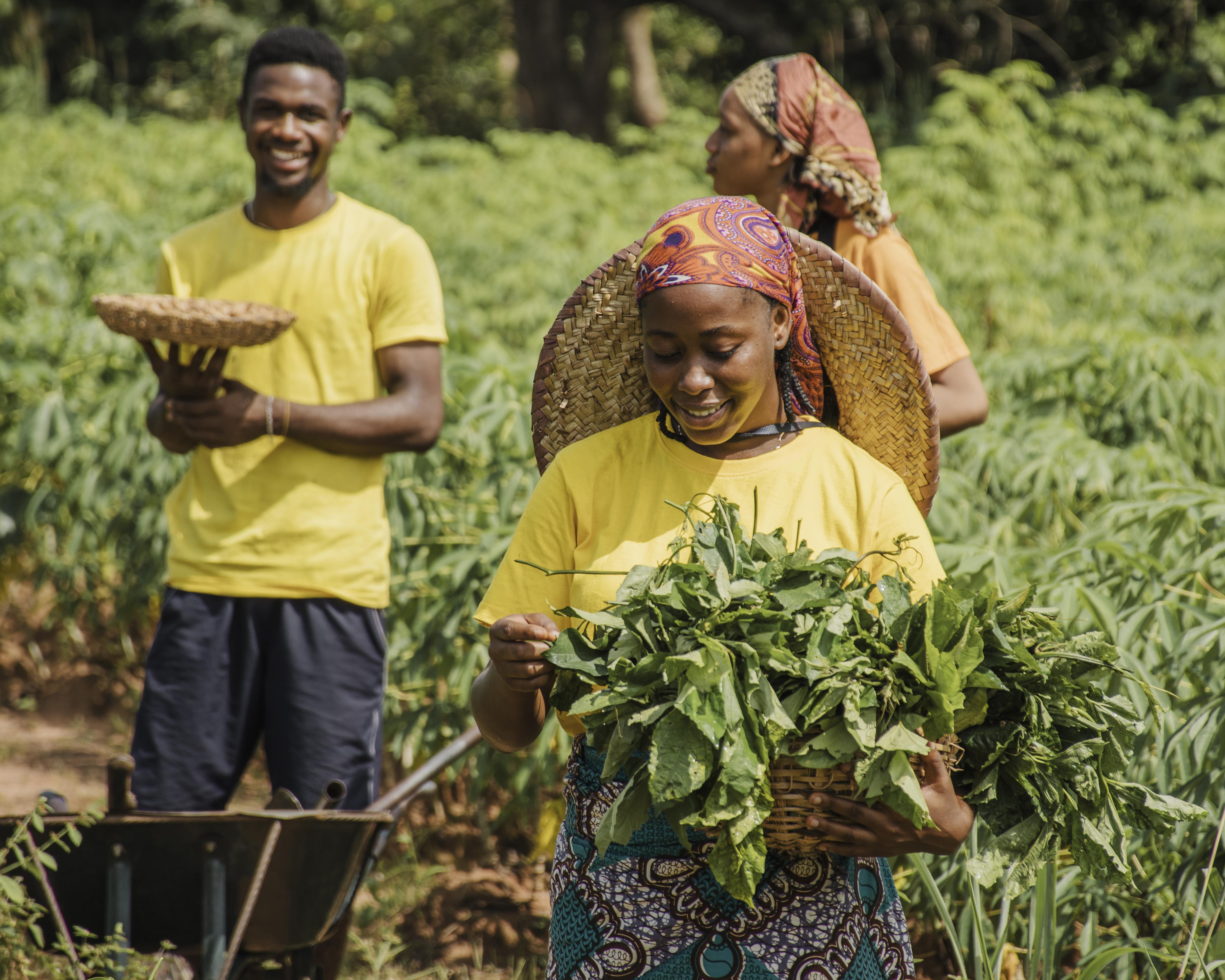 African Sustainable Farming